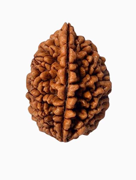 2 Mukhi Rudraksh